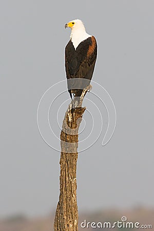 Beautiful vertical photo of African Fish Eagle Stock Photo