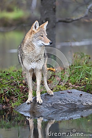 Beautiful vertical portrait of a North American Coyote Stock Photo