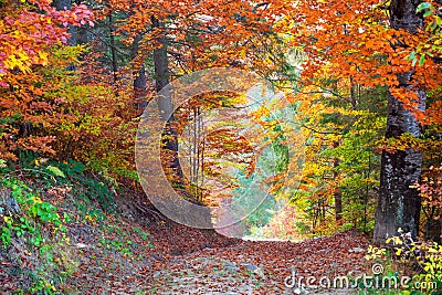 Beautiful vibrant Autumn Fall Leaves colors in forest landscape Stock Photo