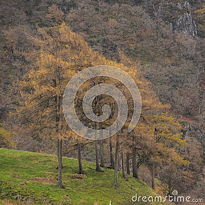 Beautiful vibrant Autumn landscape image towards Borrowdale Valley from Castle Crag in Lake Disrtrict Stock Photo