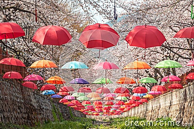 Beautiful vibrant decoration with umbrellas inside Yeojwacheon Stream during cherry blossom festival in Jinhae, Changwon Stock Photo