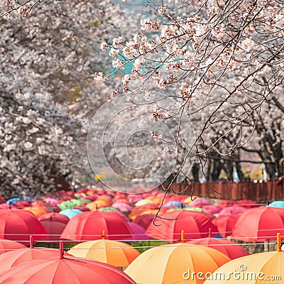 Beautiful vibrant decoration with umbrellas inside Yeojwacheon Stream Stock Photo