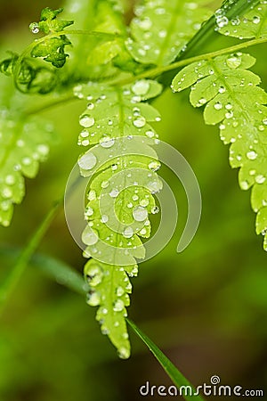Beautiful, vibrant fern leaves on a natural background in a forest after the rain. Stock Photo
