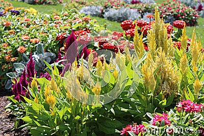 Beautiful vibrant flower garden in Elizabeth Park Stock Photo