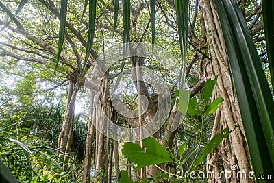 Beautiful vibrant green tropical jungles landscape view with banyan tree Stock Photo