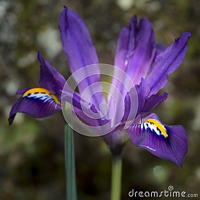 Beautiful vibrant iris flower scent sational in full bloom in Sp Stock Photo