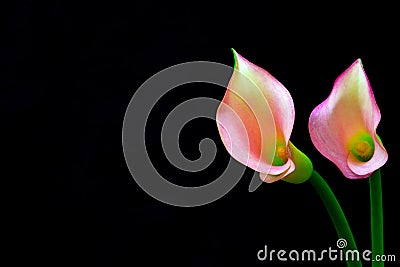 Close up of a colorful pair of light pink and yellow color calla lillies on abstract black and white background Stock Photo