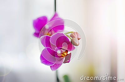 Beautiful Vibrant Orchids Stock Photo