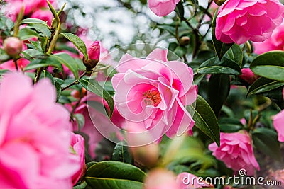 Beautiful Vibrant Pink Camelia Flowers Stock Photo