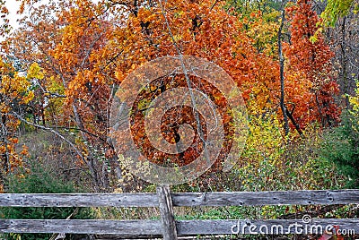 Vibrant Rust Colored Autumn Trees with an Old Fence Stock Photo