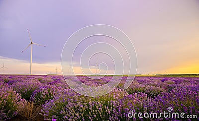 Beautiful vibrant sunset over a lavender field with wind turbine Stock Photo