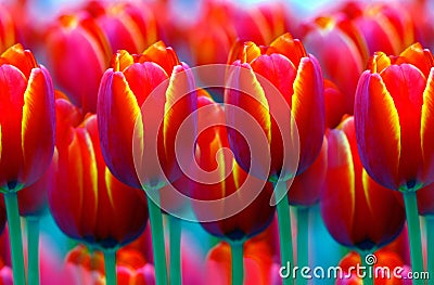 Beautiful Vibrant Tulips Stock Photo