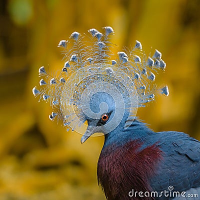Beautiful Victoria Crowned Pigeon proudly displays his headdress Stock Photo