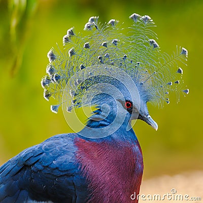 Portrait of a beautiful Victoria Crowned Pigeon Stock Photo