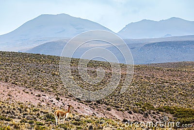 beautiful vicuna in the highlands Stock Photo