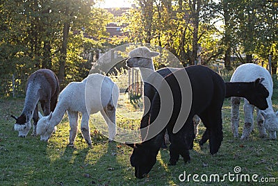 Beautiful view of adorable alpacas in an evergreen park in Belgium Stock Photo