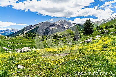 Beautiful view of the alpine landscape Col de Vars with yellow flowers in the foreground, France Stock Photo