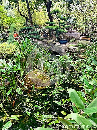 Little pool with green herbs Editorial Stock Photo