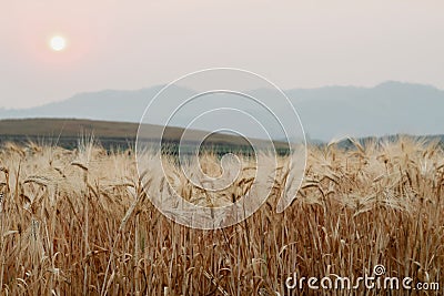 A beautiful view of the beautiful barley field in the morning is a rare view in the summer, and the golden barley field is a Stock Photo