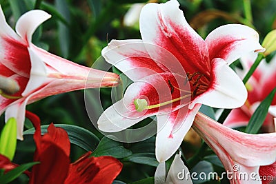 Beautiful view of blooming Dutch AmaryllisKnight`s Star Lily,South African Amaryllis flowers Stock Photo