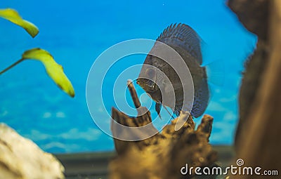 Beautiful view of blue snakeskin discus fish cichlid swimming in aquarium. Stock Photo