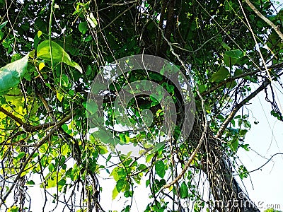 Beautiful view of creeper plant in the morning. Stock Photo