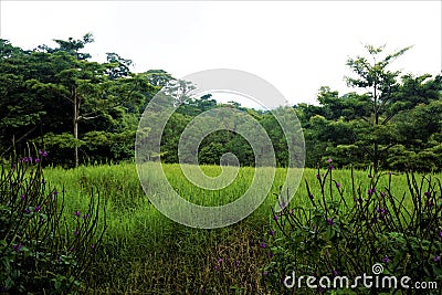 Beautiful view in the Curi-Cancha Reserve Stock Photo