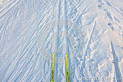 Beautiful view down at yellow plastic skis Fischer on snowy ski track. Editorial Stock Photo