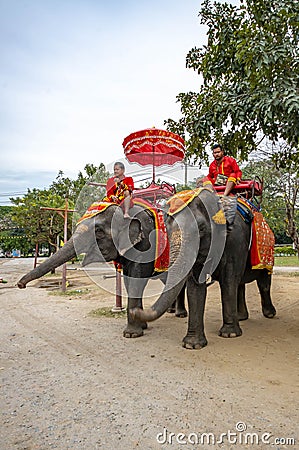 Elephants walking on the streets of Ayutthaya, Thailand. Editorial Stock Photo