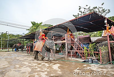 Elephants walking on the streets of Ayutthaya, Thailand. Editorial Stock Photo