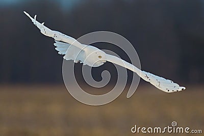 Beautiful view of a flying snowy owl Stock Photo