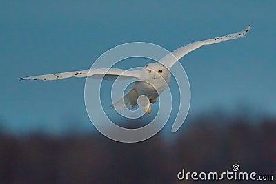 Beautiful view of a flying snowy owl Stock Photo