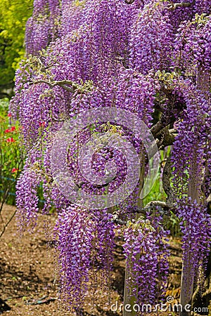 Beautiful view of Great purple pink wisteria blossom tree, Ashikaga, Tochigi, Japan Stock Photo