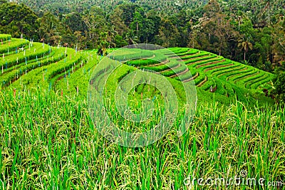 Beautiful view of green rice growing on tropical field terraces Stock Photo