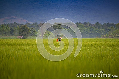 Beautiful view Green rice seedlings cornfield Stock Photo