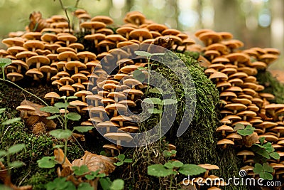 Beautiful view on group of autumn honey agaric Latin Armillaria mellea grows in forest clearing Stock Photo