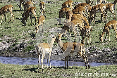 Impalas grazing in the vast Chobe National Park. Zimbabwe Stock Photo