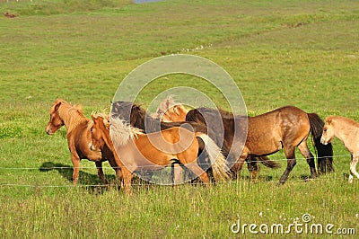 Beautiful view of a herd of horses in a big field in Iceland Stock Photo