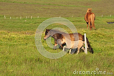 Beautiful view of a herd of horses in a big field in Iceland Stock Photo