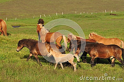 Beautiful view of a herd of horses in a big field in Iceland Stock Photo