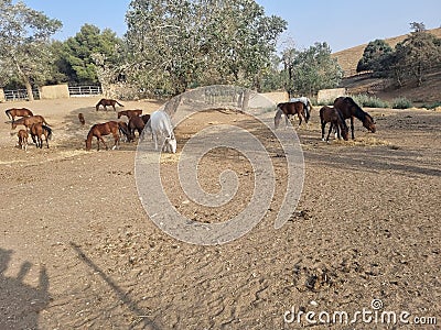 Beautiful view of a herd of horses grazing Stock Photo
