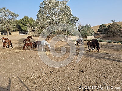 Beautiful view of a herd of horses grazing Stock Photo