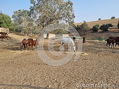 Beautiful view of a herd of horses grazing Stock Photo