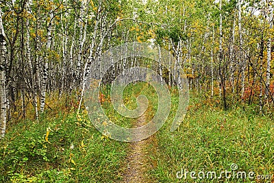 Beautiful view of a Hiking trail at Assiniboine Forest on an autumn day in Winnipeg, Manitoba, Canada Stock Photo