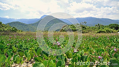 Beautiful view of the Jundu preservation area of Praia da Mococa Editorial Stock Photo