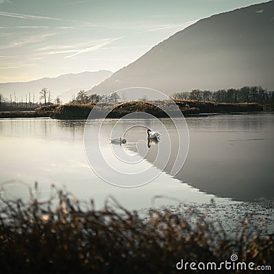 Beautiful view of a lake with a couple of swans. Stock Photo