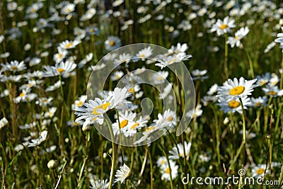 Beautiful view of meadow with flowering daisies in the beginning of summer Stock Photo