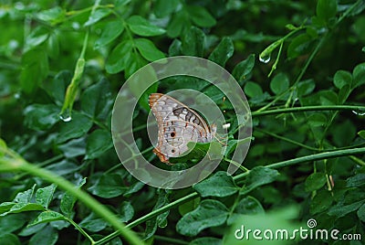 beautiful view of nature perfect butterfly Stock Photo