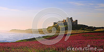 Bamburgh Castle, Northumberland & the pink Campions Stock Photo