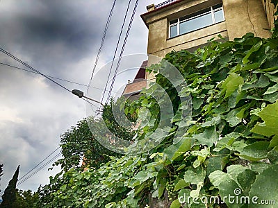 Beautiful view of the old bildin against the sky, rounded green leaves. The old quarter of Tbilisi Stock Photo